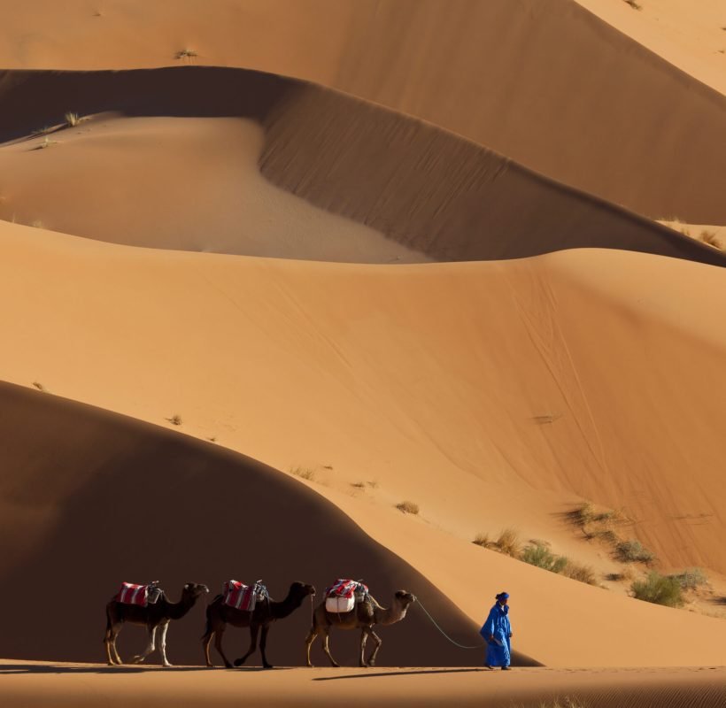Tuareg man leading camel train through the Sahara desert.